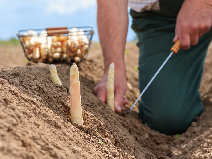 Quand et comment planter une griffe d'asperge — free download